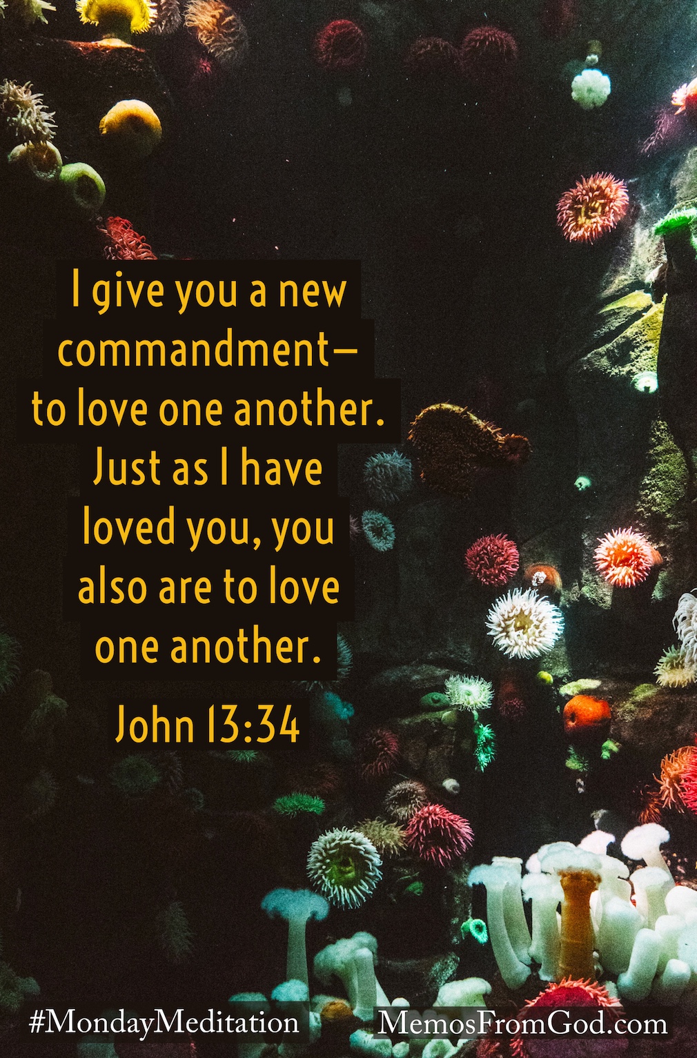 Brightly coloured aquatic plants with a dark background. Caption: I give you a new commandment—to love one another. Just as I have loved you, you also are to love one another. John 13:34