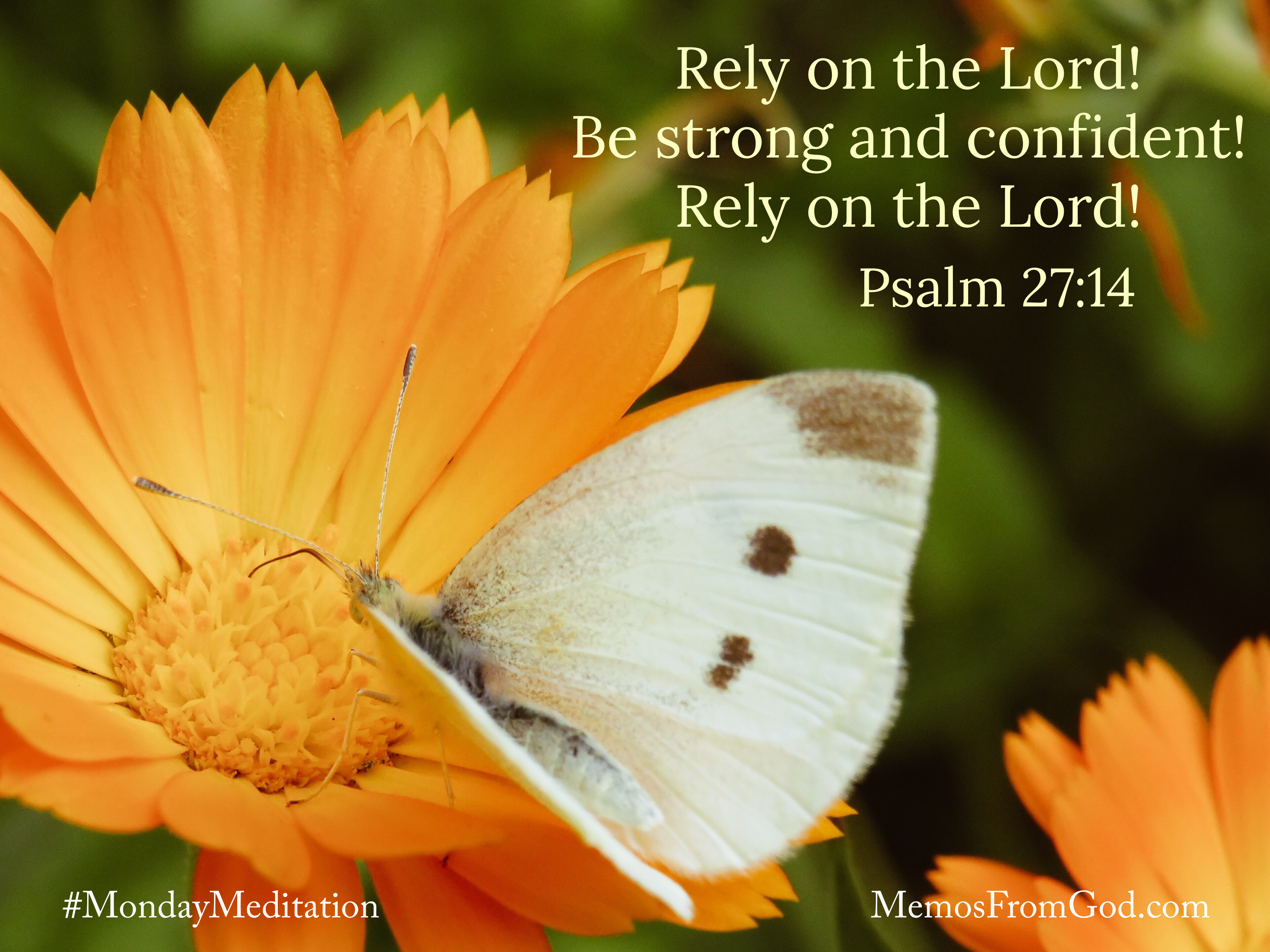 A white butterfly with brown spots on a bright orange flower. Caption: Rely on the Lord! Be strong and confident! Rely on the Lord! Psalm 27:14