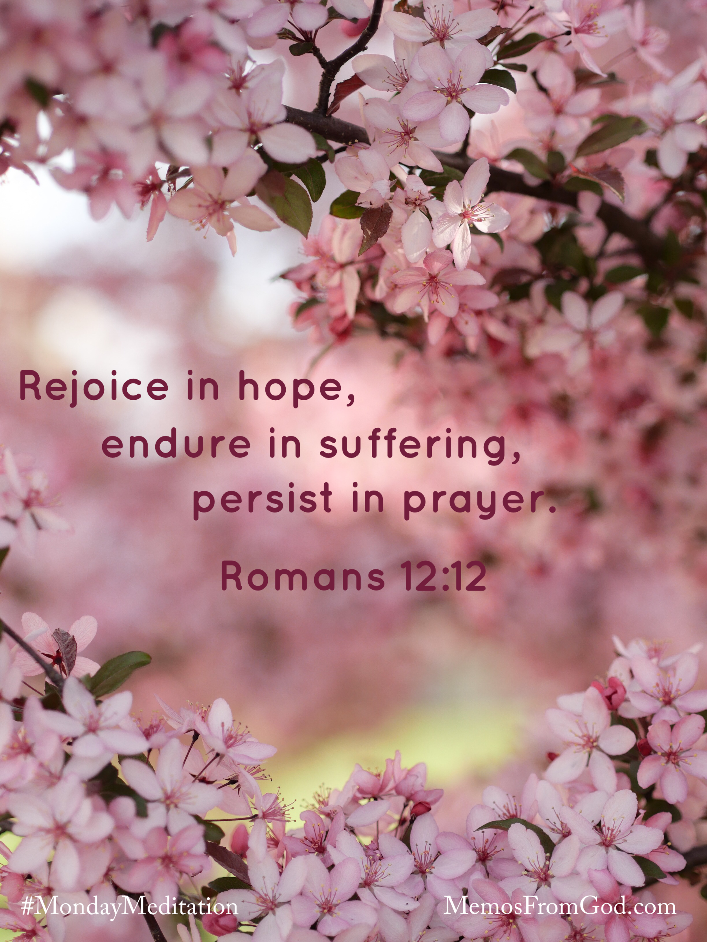 Tree branches of pink blossoms. Caption: Rejoice in hope, endure in suffering, persist in prayer. Romans 12:12