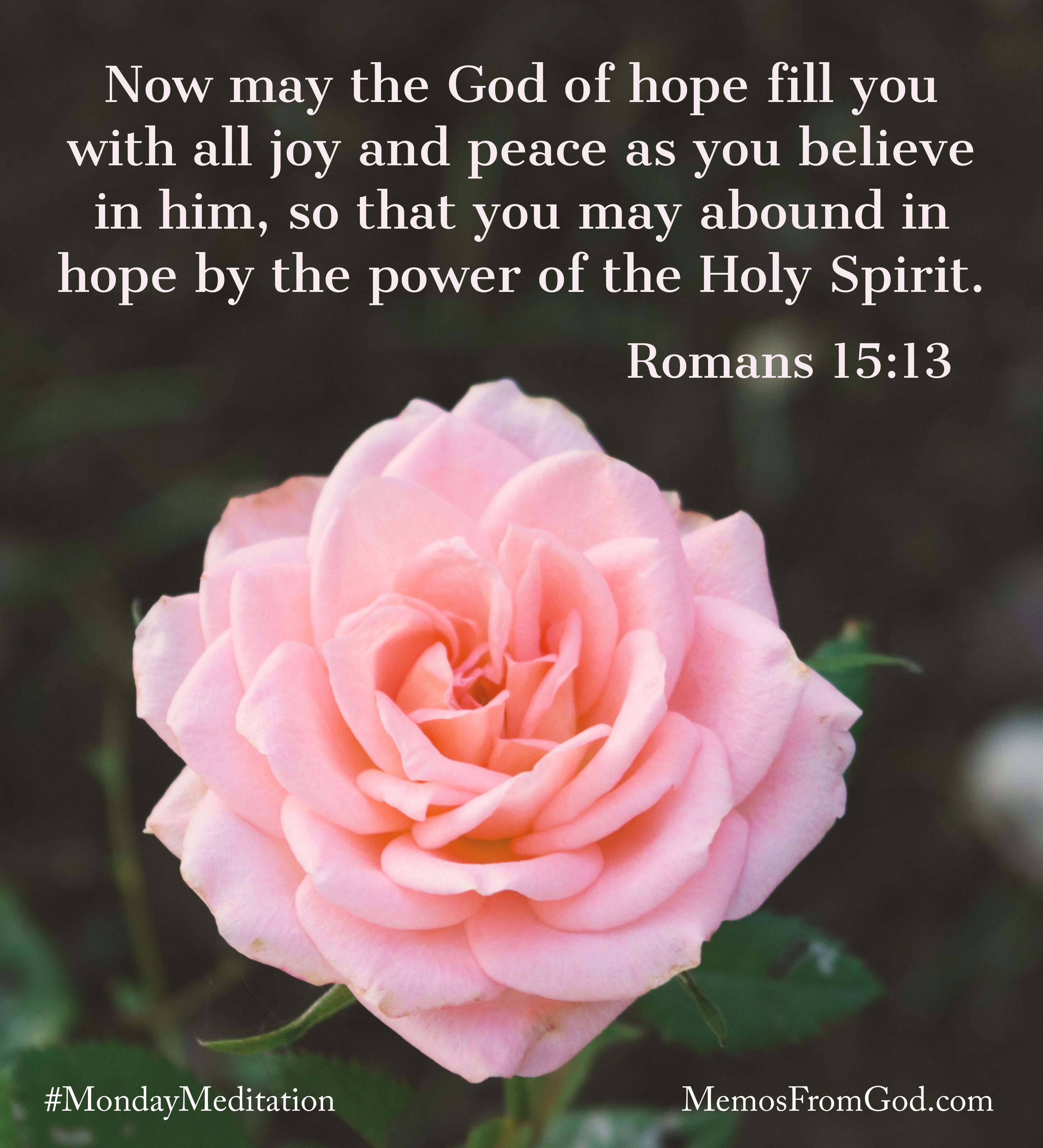 A single, pink, fully-opened rose on a dark green background. Caption: Now may the God of hope fill you with all joy and peace as you believe in him, so that you may abound in hope by the power of the Holy Spirit. Romans 15:13