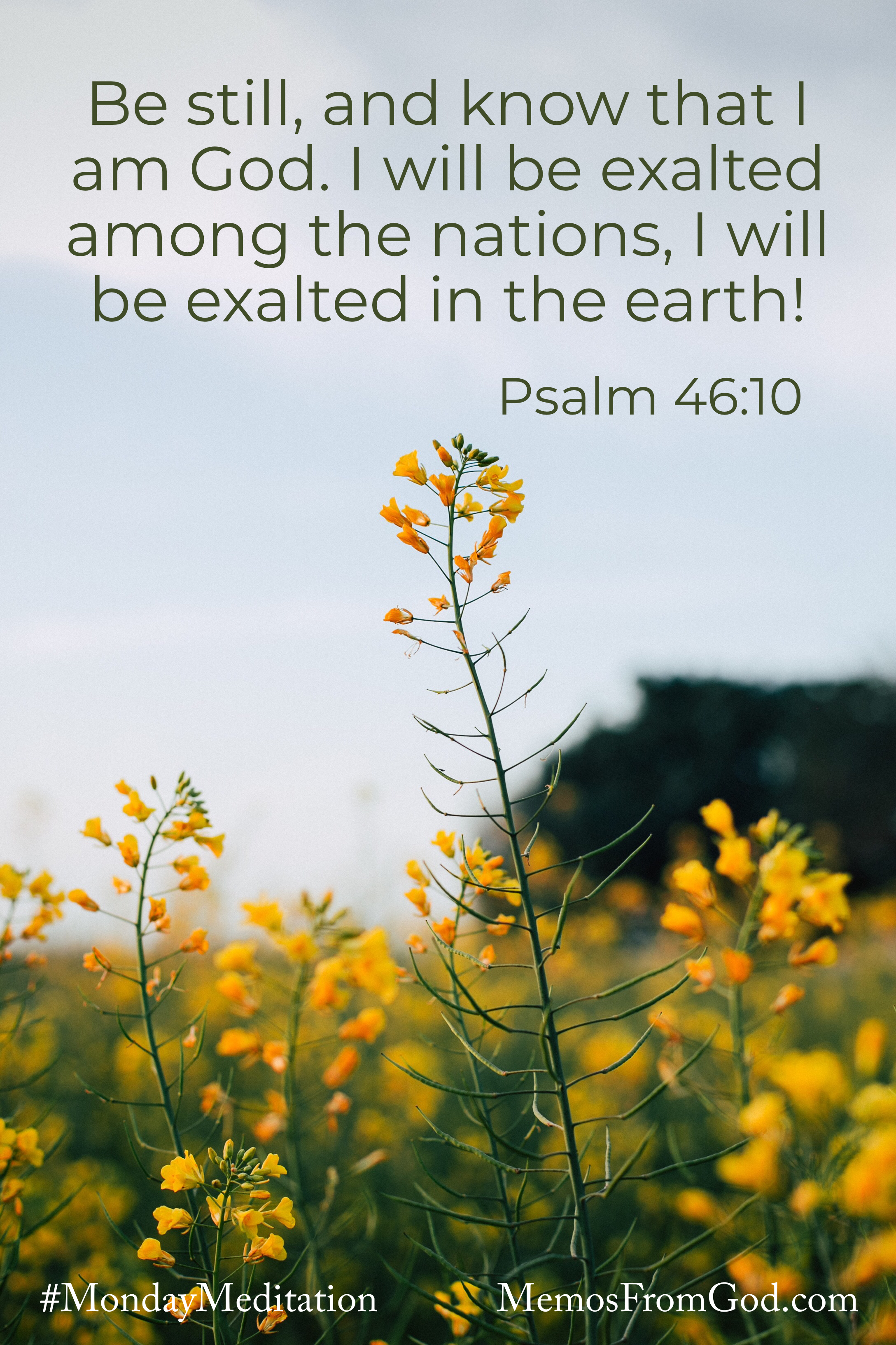 A single stalk of small yellow flowers rising above the rest, against a cloudless grey sky. Caption: Be still, and know that I am God. I will be exalted among the nations, I will be exalted in the earth! Psalm 46:10