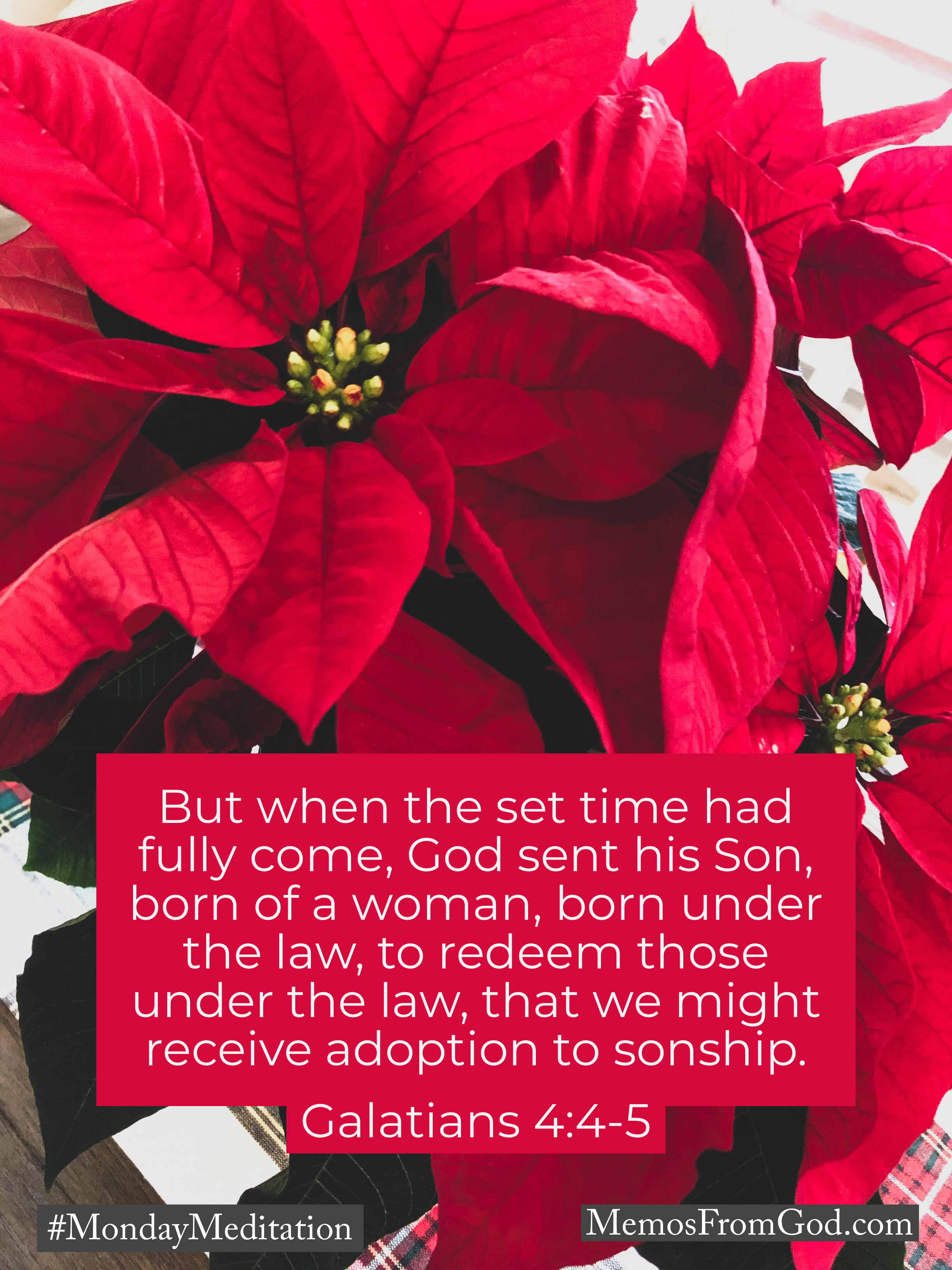 A bright red poinsettia. Caption: But when the set time had fully come, God sent his Son, born of a woman, born under the law, to redeem those under the law, that we might receive adoption to sonship. Galatians 4:4-5