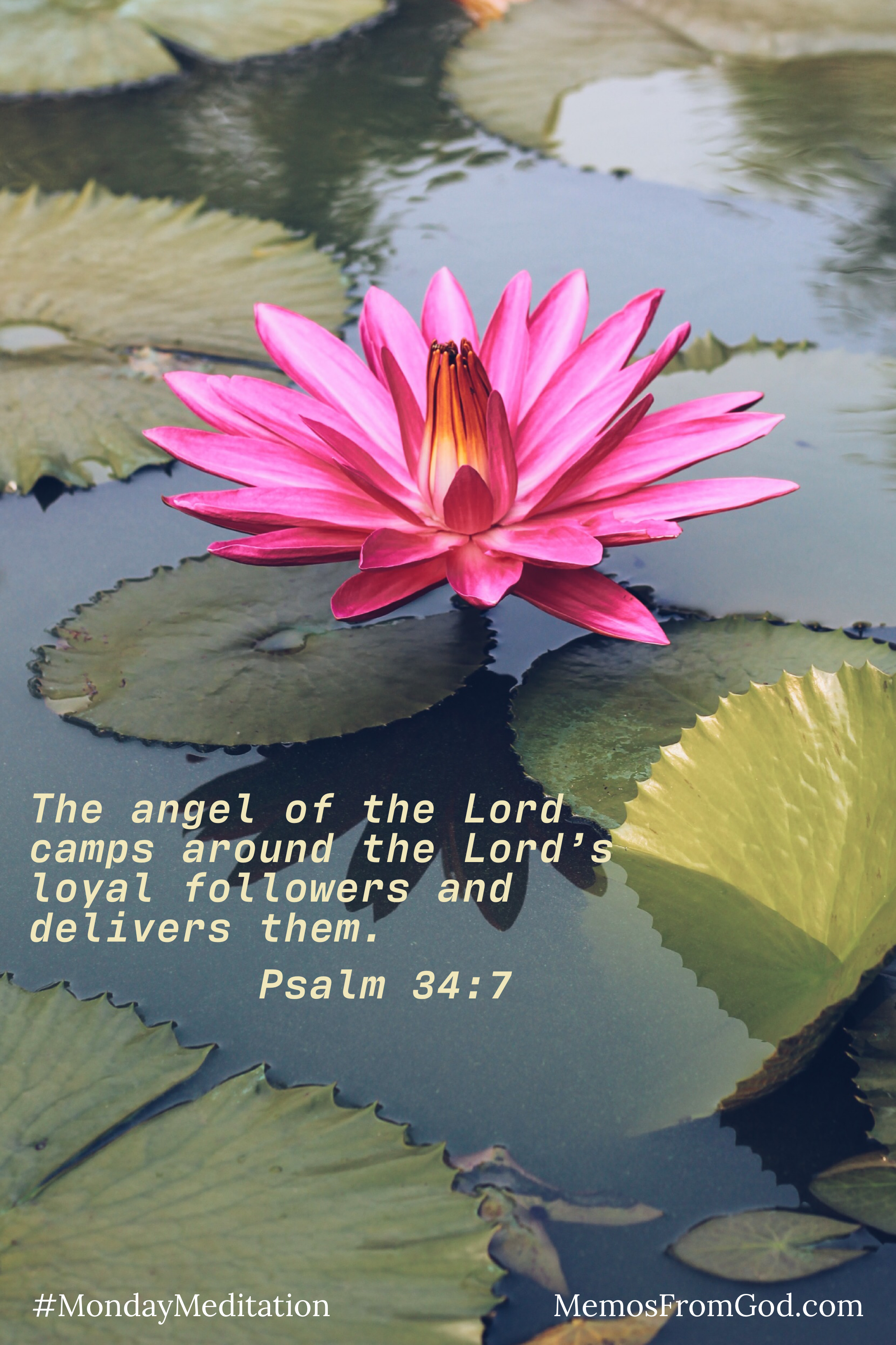A deep pink water lily in a dark green pond. Caption: The angel of the Lord camps around the Lord's loyal followers and delivers them. Psalm 34:7