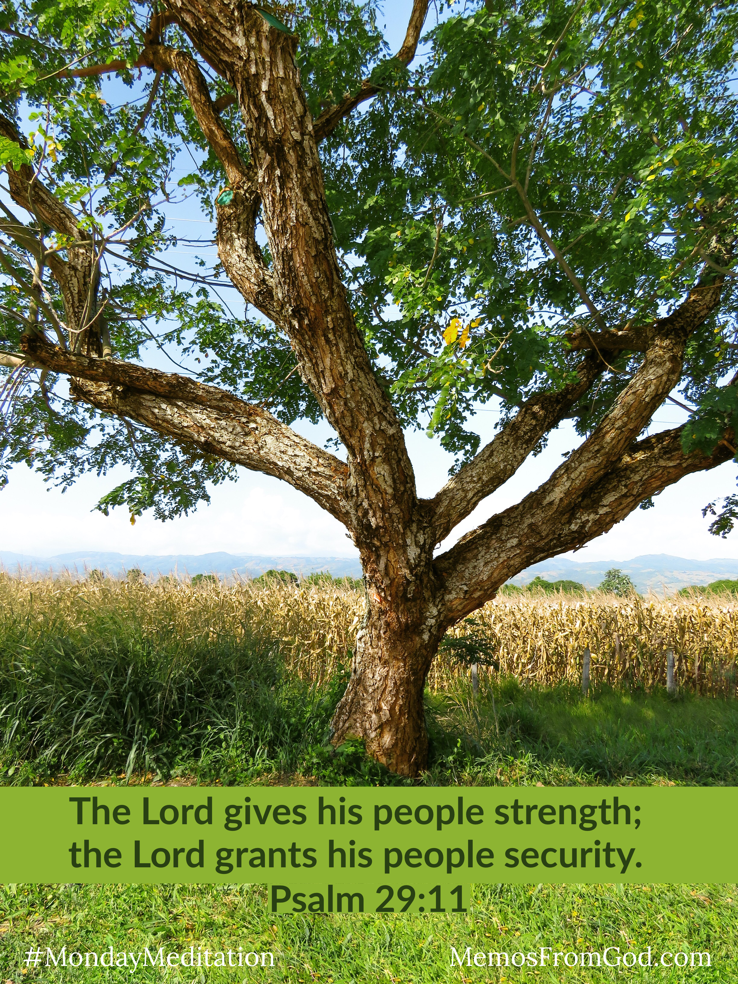 One tree with a short trunk, strong branches, and green leaves growing between a corn field and a grassy area. Caption: The Lord gives his people strength; the Lord grants his people security. Psalm 29:11