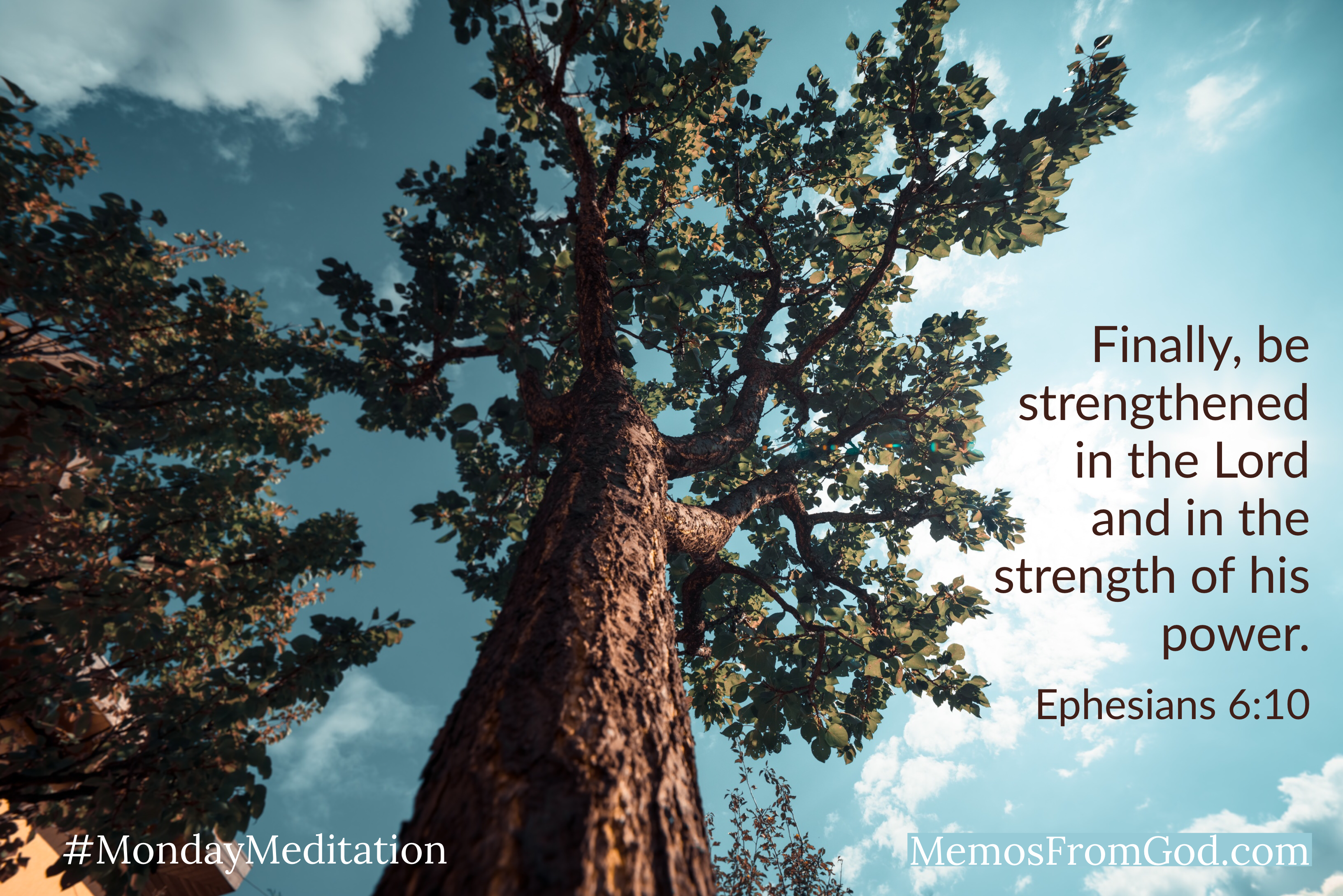 Looking up from the bottom to the top of a tall tree along the rough trunk. Dark green leaves are high in the air. Caption: Finally, be strengthened in the Lord and in the strength of his power. Ephesians 6:10